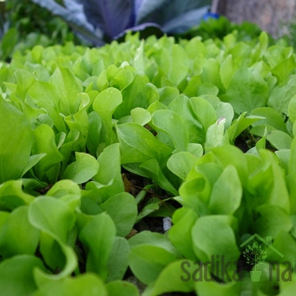 Seme BIO Radič Tržaški solatnik - Zuccherina di Trieste